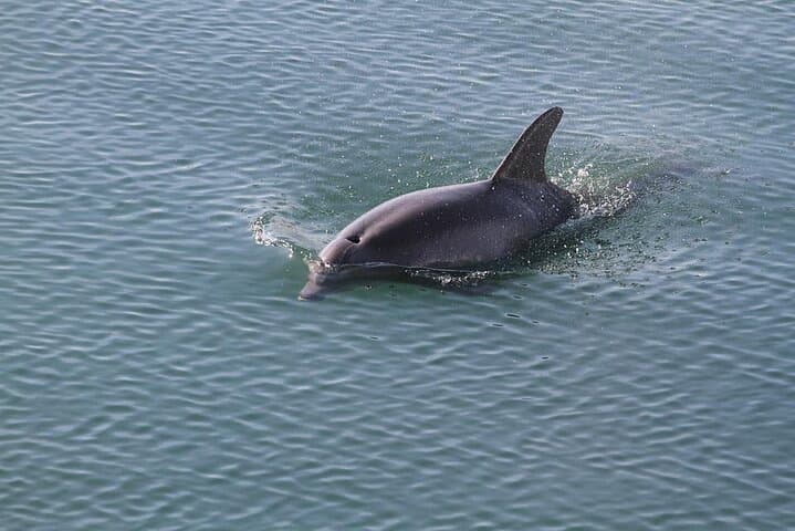 Private Sunset Dolphin and Birdwatching Cruise in Savannah's Lowcountry photo 3