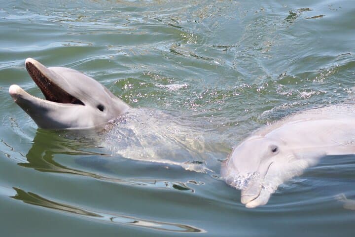 Private Sunset Dolphin and Birdwatching Cruise in Savannah's Lowcountry