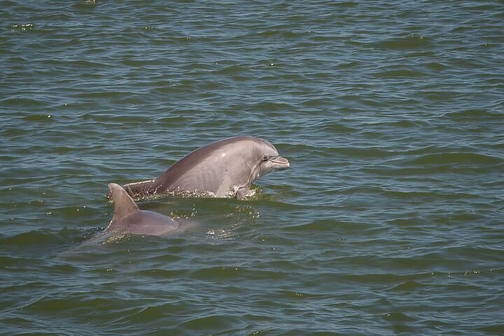 Private Sunset Dolphin and Birdwatching Cruise in Savannah's Lowcountry photo 2