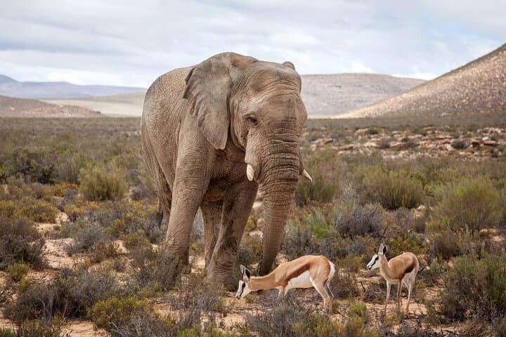 Big Five Safari and Wine Tasting Day Trip from Cape Town photo 3