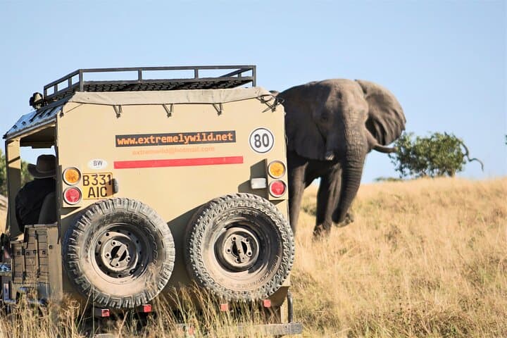 Moremi Day Trip: Okavango Delta Safari from Maun