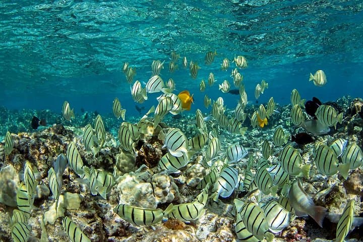 Kealakekua Bay Snorkel Cruise to the Captain Cook Monument photo 3