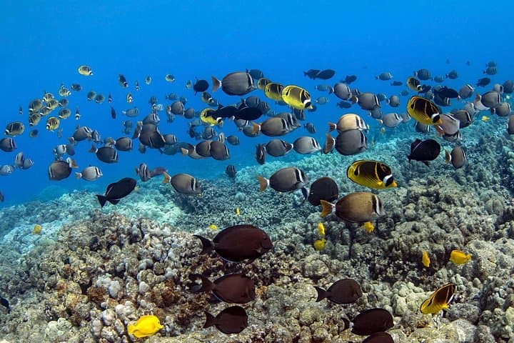 Kealakekua Bay Snorkel Cruise to the Captain Cook Monument photo 1