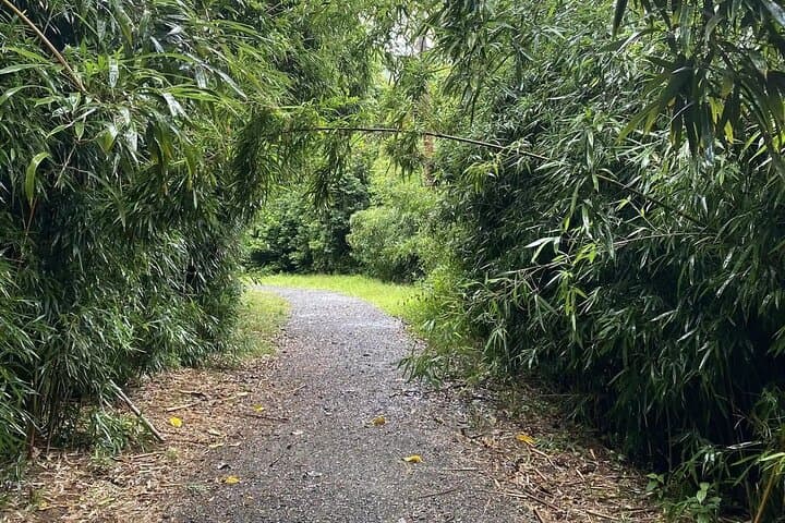 Hike to a Tropical Waterfall on Oahu — Semi‑Private Tour with Pickup photo 4