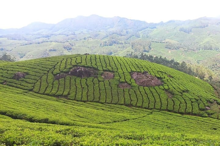 Munnar Mountain Hike and Tea-Plantation Sunset Escape photo 6