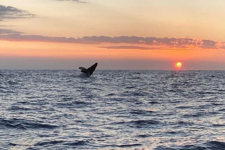 Kona Private 4-Hour Sunset Fishing Charter — Blue Marlin, Mahi & Tuna photo 6