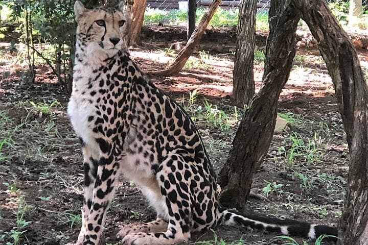 Half-Day Tour to Ann van Dyk Cheetah Centre from Pretoria photo 4