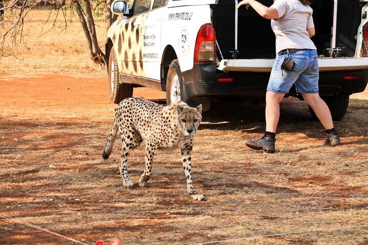 Half-Day Tour to Ann van Dyk Cheetah Centre from Pretoria photo 5