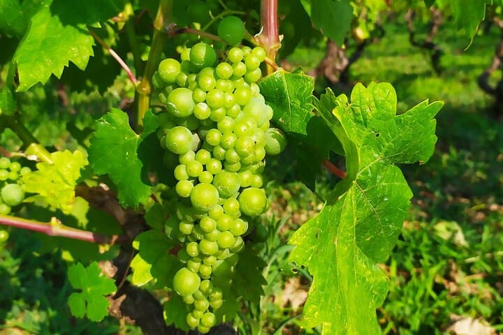 Sip Grk in Lumbarda: Korčula Wine Tasting & Vineyard Walk photo 3