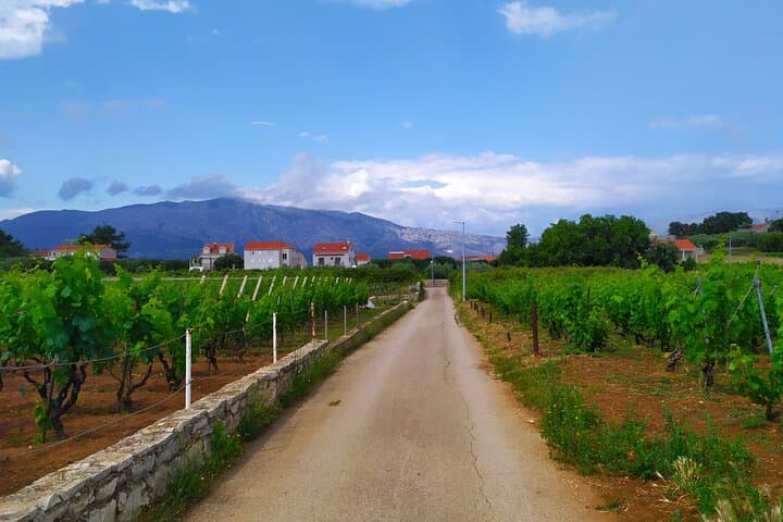 Sip Grk in Lumbarda: Korčula Wine Tasting & Vineyard Walk photo 2