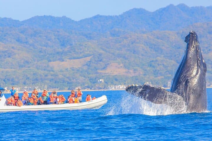 Puerto Vallarta Humpback Whale Watching Aboard the Vallarta Sol Catamaran