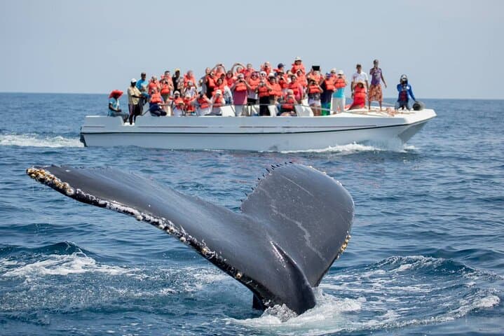 Puerto Vallarta Humpback Whale Watching Aboard the Vallarta Sol Catamaran photo 2