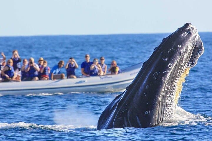 Puerto Vallarta Humpback Whale Watching Aboard the Vallarta Sol Catamaran photo 3