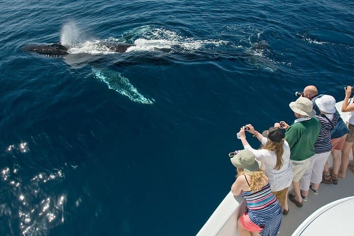 Puerto Vallarta Humpback Whale Watching Aboard the Vallarta Sol Catamaran photo 4