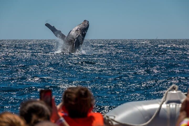 Puerto Vallarta Humpback Whale Watching Aboard the Vallarta Sol Catamaran photo 5