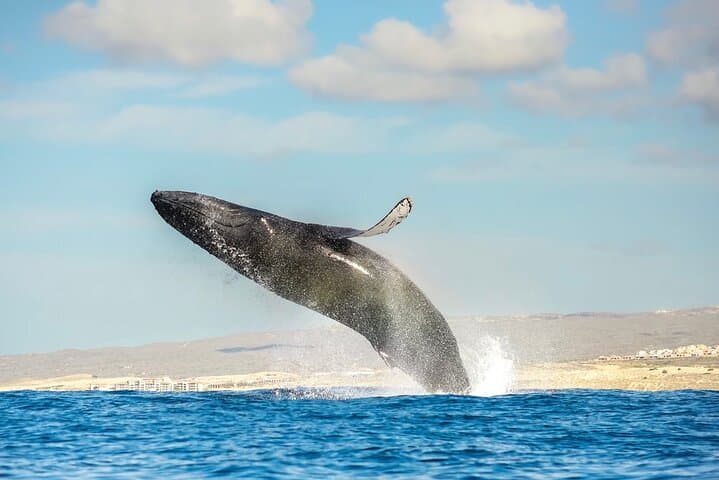 Up-Close Zodiac Whale Watching in Cabo San Lucas photo 5