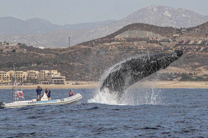 Up-Close Zodiac Whale Watching in Cabo San Lucas photo 6