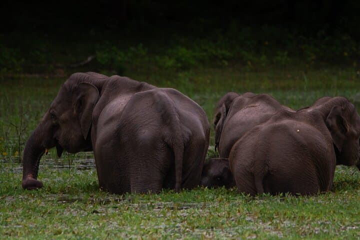 Udawalawe Safari from Hambantota Port: Shore Excursion to See Wild Elephants photo 1