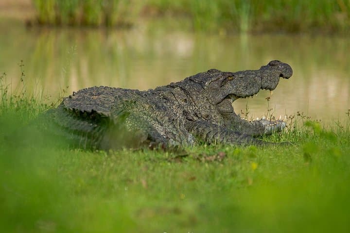 Yala National Park Safari from Hambantota: Half-Day All-Inclusive Wildlife Excursion photo 3