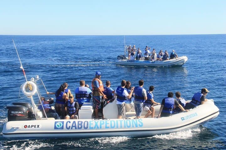 Up-Close Zodiac Whale Watching in Cabo San Lucas