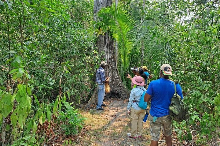 Howler Monkey Walk at Community Baboon Sanctuary — Belize Wildlife Tour photo 6