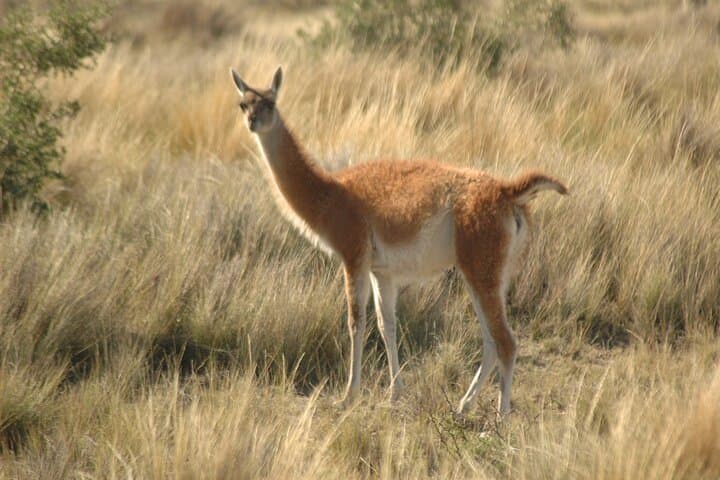 Peninsula Valdés Shore Excursion from Puerto Madryn — Wildlife & Coastal Views photo 5