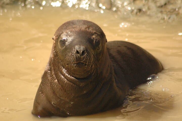 Peninsula Valdés Shore Excursion from Puerto Madryn — Wildlife & Coastal Views photo 6