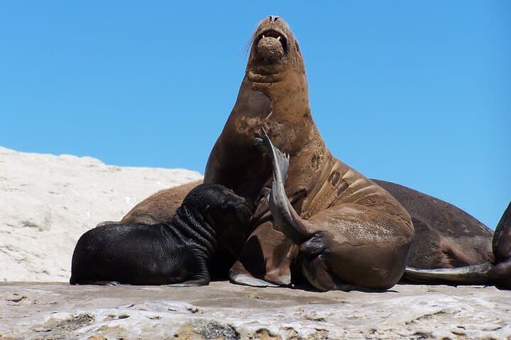 Peninsula Valdés Shore Excursion from Puerto Madryn — Wildlife & Coastal Views photo 4