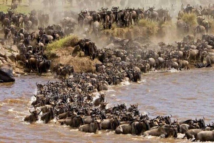 6-Day Private Great Migration Safari: Masai Mara & Lake Nakuru