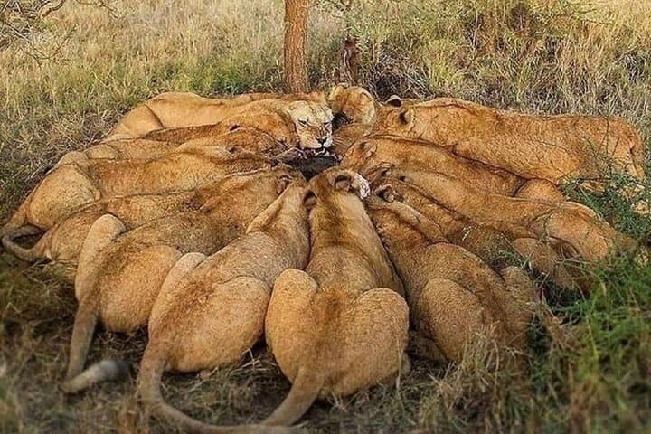 6-Day Private Great Migration Safari: Masai Mara & Lake Nakuru photo 2