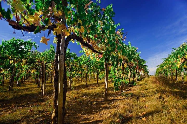 Full-Day Private Chateau Changyu Wine Tour & Mutianyu Great Wall from Beijing photo 5