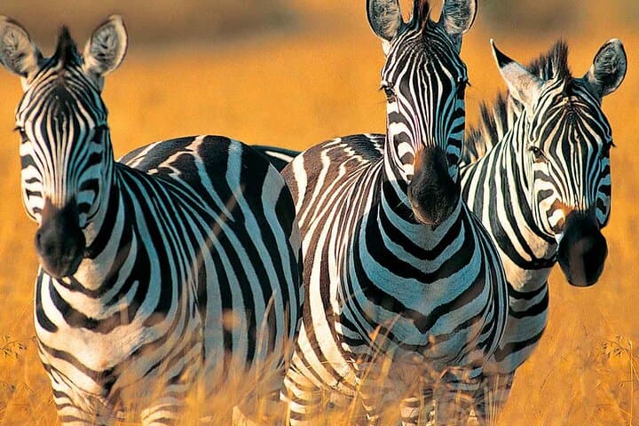 3-Day Private Safari from Zanzibar to Mikumi National Park — Wildlife & Full-Day Game Drives