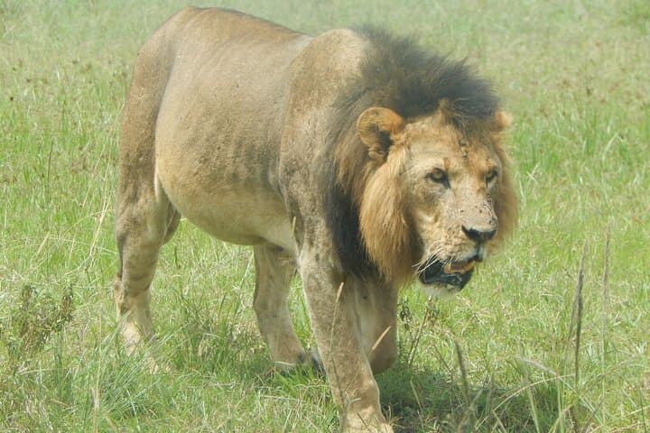 6-Day Private Great Migration Safari: Masai Mara & Lake Nakuru photo 4