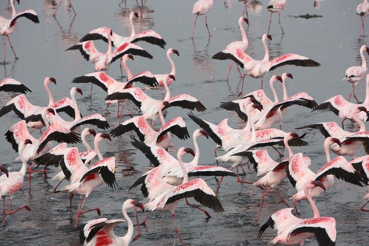 Sandwich Harbour & Welwitschia: Namib Desert Dune and Lagoon Day Tour photo 2
