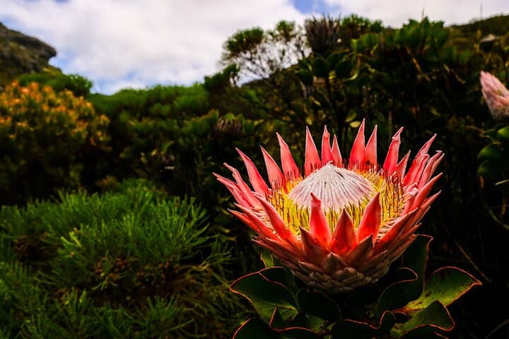 Skeleton Gorge Hike to Maclear's Beacon — Table Mountain via Kirstenbosch photo 3