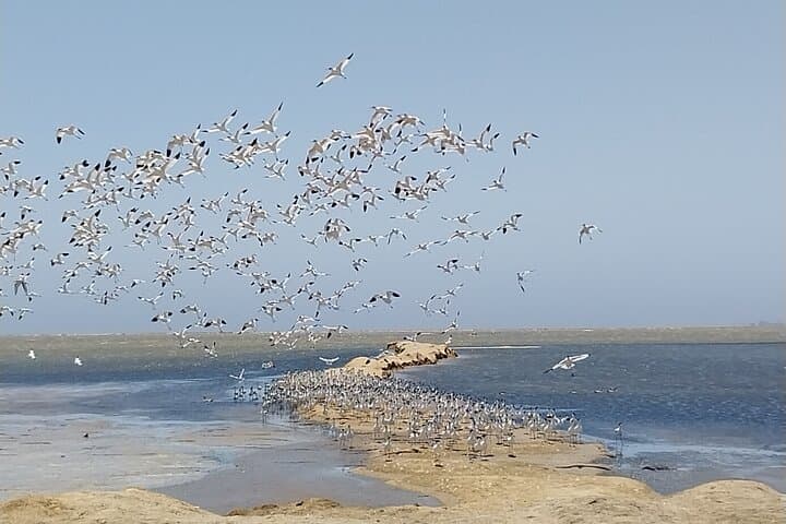 Sandwich Harbour: Seals, Flamingos & Dune-Drive Adventure from Walvis Bay photo 3