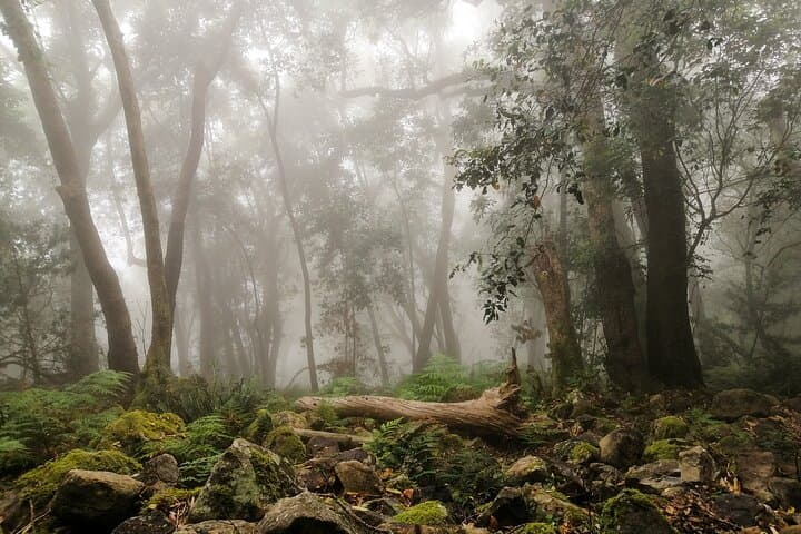 Skeleton Gorge Hike to Maclear's Beacon — Table Mountain via Kirstenbosch