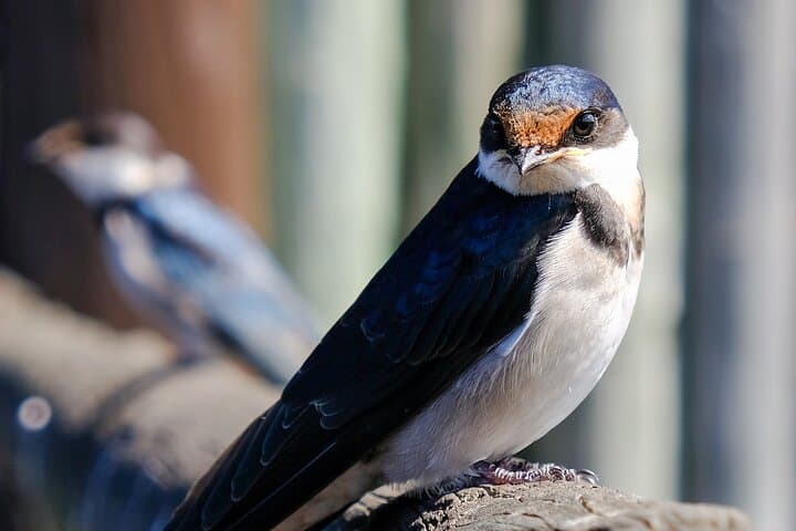Cape Town Private Birding Tour — Fynbos, Wetlands & Penguins