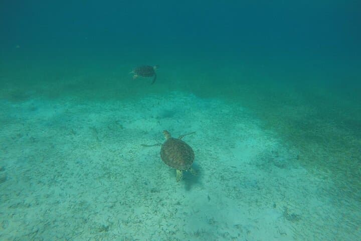 Fajardo to Culebra Full-Day Charter: Snorkel Luis Peña & Swim with Sea Turtles photo 6