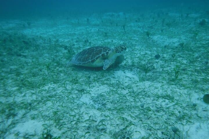 Fajardo to Culebra Full-Day Charter: Snorkel Luis Peña & Swim with Sea Turtles photo 4