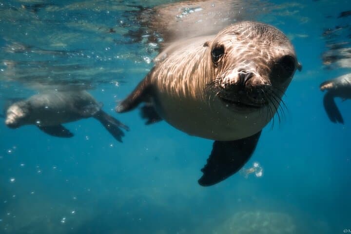 Private Espiritu Santo Island Snorkel with Sea Lions from La Paz