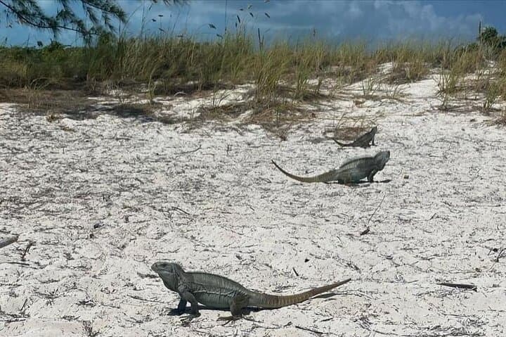 Caicos Jetski Safari Private Tour — Provo Shipwrecks, Iguanas & Noah’s Ark photo 2