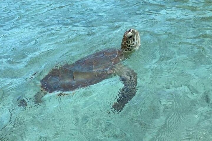 Caicos Jetski Safari Private Tour — Provo Shipwrecks, Iguanas & Noah’s Ark photo 3