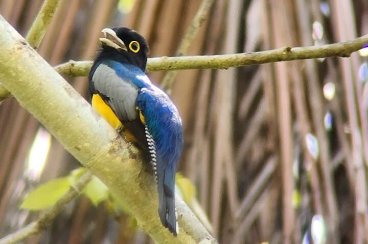 Curú Wildlife Refuge Guided Hike with Private Transport from Puntarenas photo 3