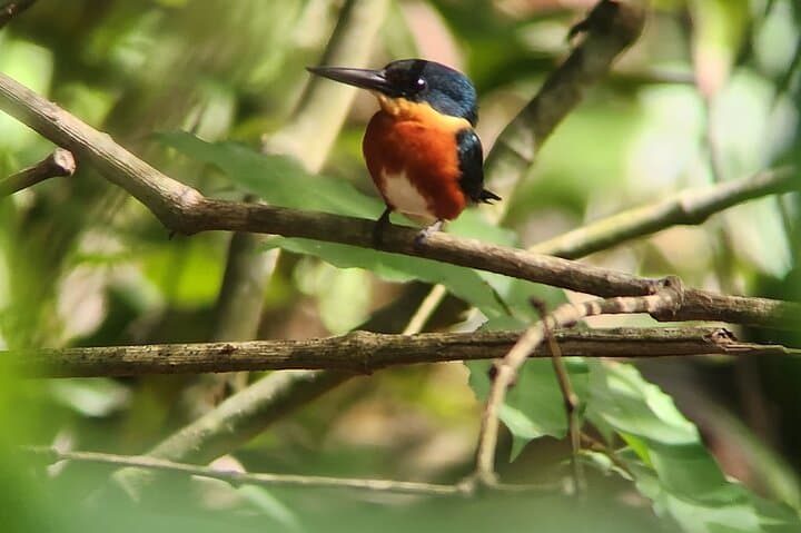 Curú Wildlife Refuge Guided Hike with Private Transport from Puntarenas photo 4