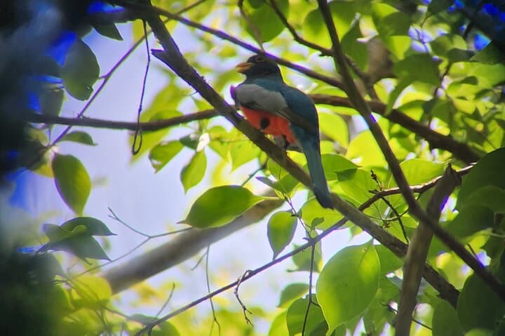 Curú Wildlife Refuge Guided Hike with Private Transport from Puntarenas photo 6
