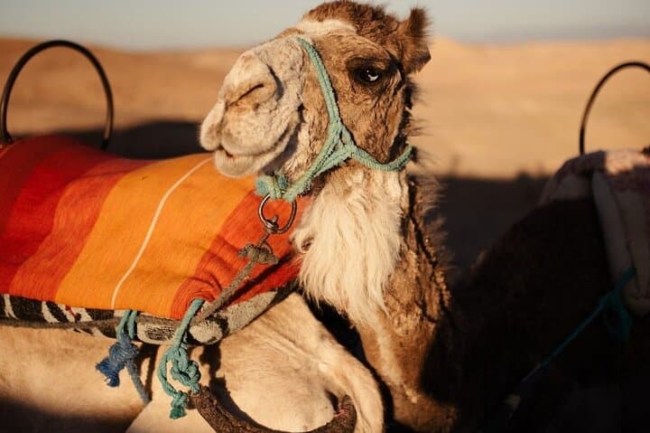 Agafay Desert Quad Biking, Camel Ride & Sunset Dinner from Marrakech