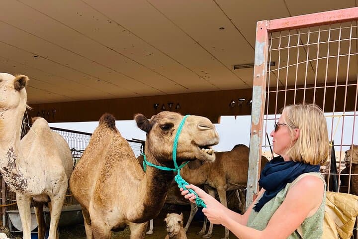 Al Ain Full-Day Cultural Tour: Jebel Hafeet, Oasis & Camel Market photo 2