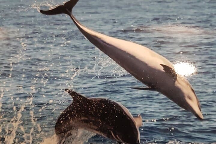 3-Hour Whale-Watching & Snorkel Trip from Puerto Colón, Adeje photo 5