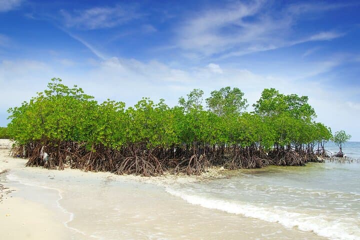 Full-Day Private Tour of Siquijor Island — Cambugahay Falls, Balete Tree & Tubod Beach